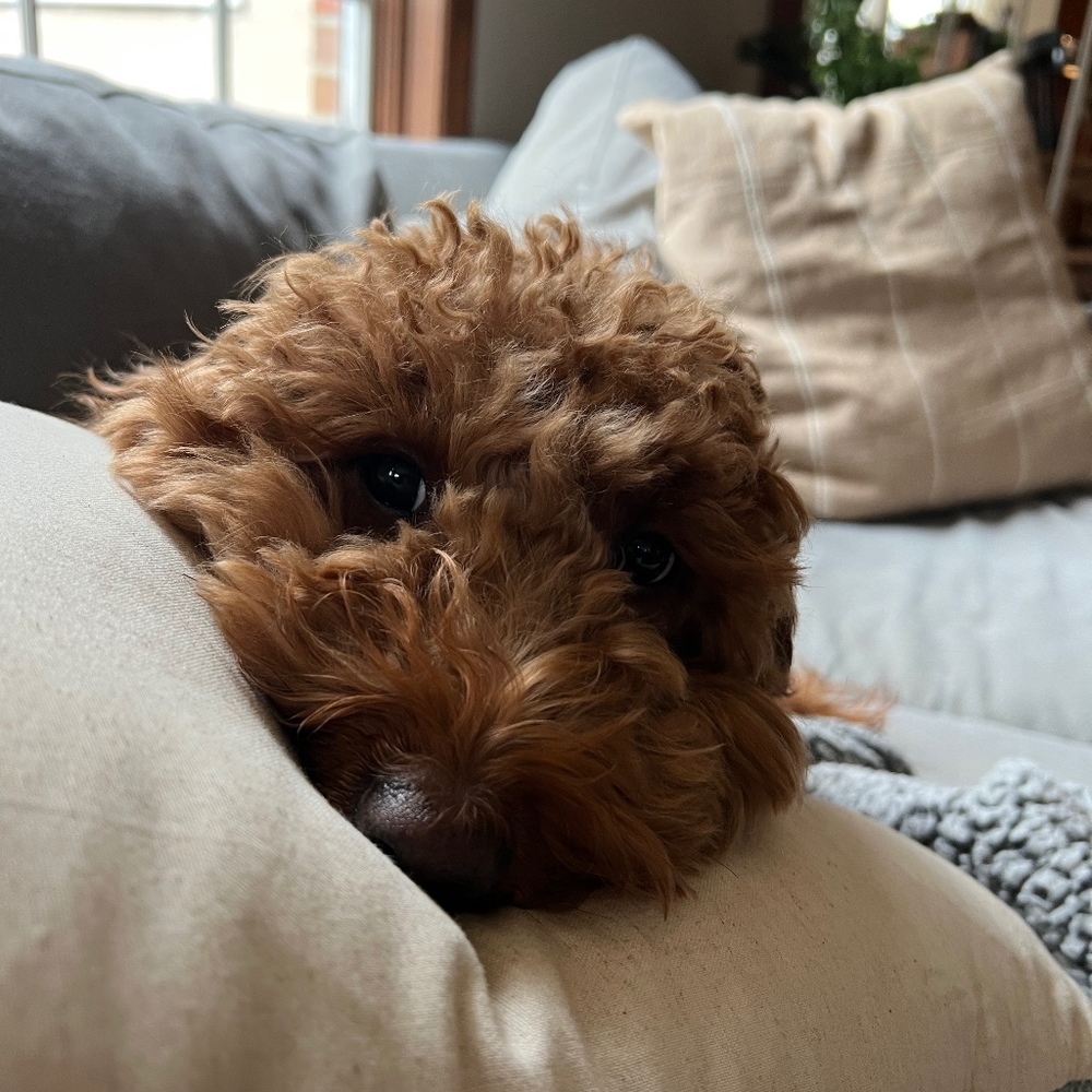 Meet your Posher, Kristi